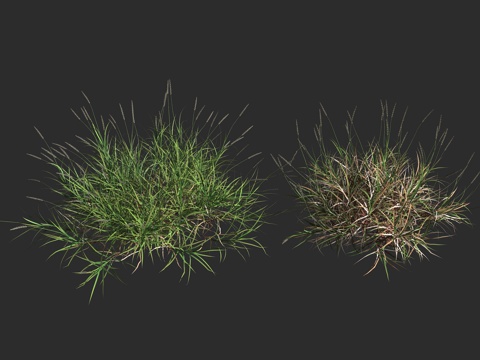  纤毛蒺藜草 非洲狗尾草 优质牧草 禾本科 蒺藜草属 草本植物3d模型 