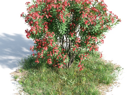  花 灌木 植物 花草 绿篱 花园 花坛 花丛3d模型 