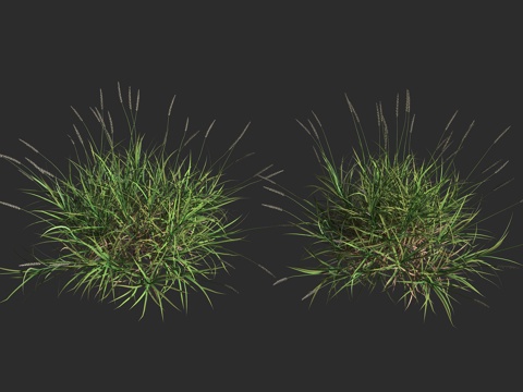  纤毛蒺藜草 非洲狗尾草 优质牧草 禾本科 蒺藜草属 草本植物3d模型 