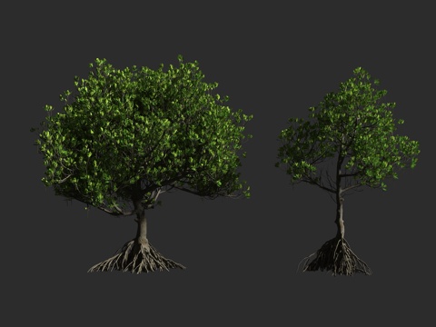  角果木 红树科 角果木属 灌木乔木 近危3d模型 