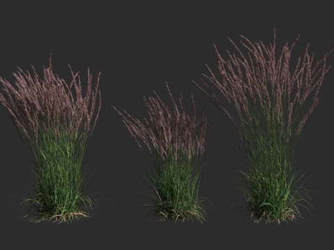  卡尔福斯特羽毛芦苇草 多年生草本植物3d模型 