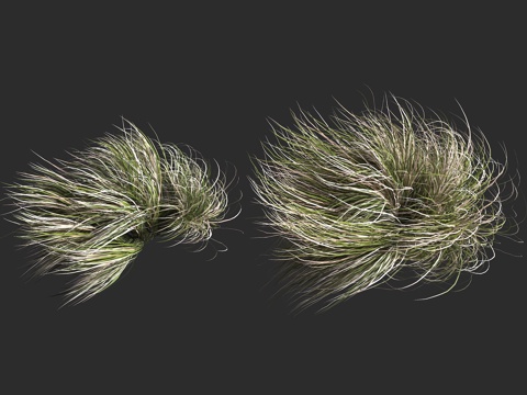  卷毛苔草 霜卷苔草 莎草科 苔草属 多年生草本植物3d模型 