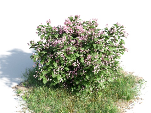  花 灌木 植物 花草 绿篱 花园 花坛 花丛3d模型 