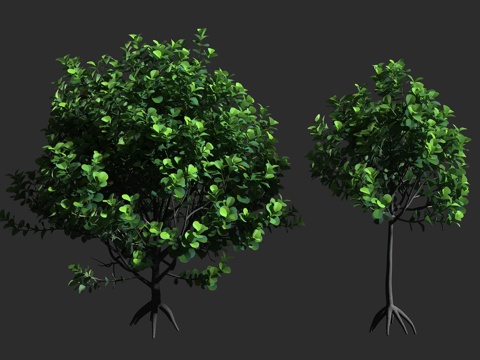  红厚壳桂 签名树 鸡嗉子果 藤黄科 红厚壳桂属 常绿乔木 绞3d模型 