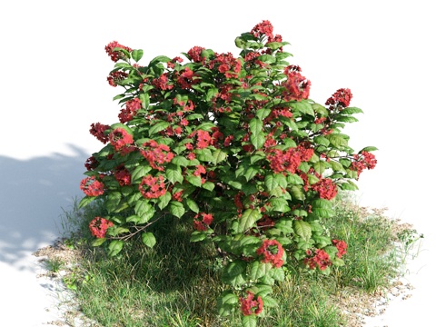  花 灌木 植物 花草 绿篱 花园 花坛 花丛3d模型 