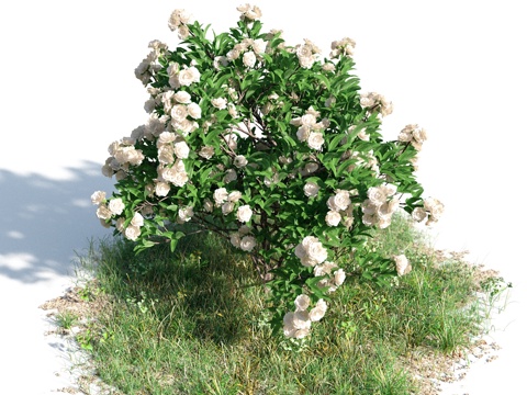  花 灌木 植物 花草 绿篱 花园 花坛 花丛3d模型 