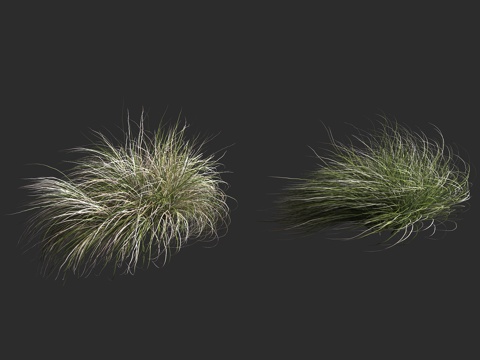  卷毛苔草 霜卷苔草 莎草科 苔草属 多年生草本植物3d模型 