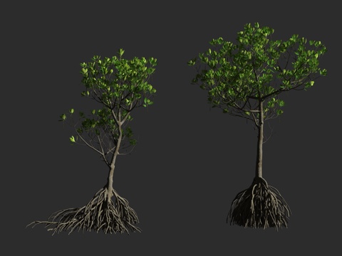  角果木 红树科 角果木属 灌木乔木 近危3d模型 