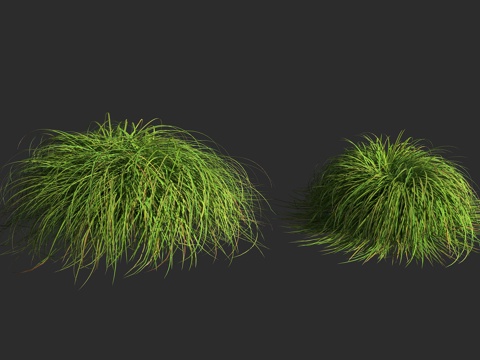  石竹苔草 莎草科 苔草属3d模型 