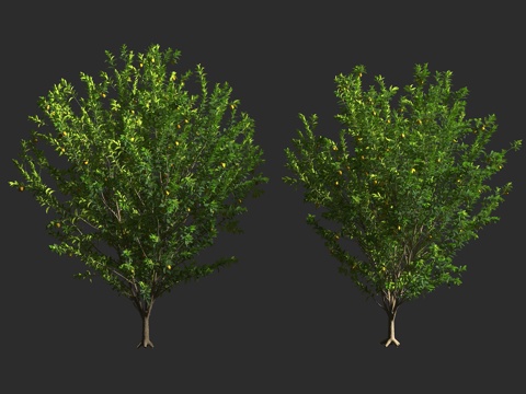  柠檬树 芸香科 柑橘属 常绿灌木 常绿乔木 盆景观赏3d模型 