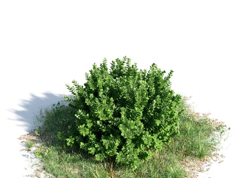  花 灌木 植物 花草 绿篱 花园 花坛 花丛3d模型 