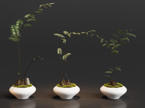  盆栽植物摆件3d模型 