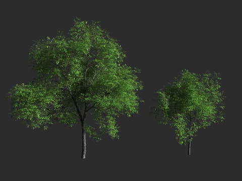  糙皮山核桃 壳山核桃 肖氏山核桃 胡桃科 山核桃属 落叶大乔3d模型 