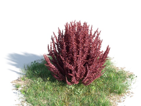  花 灌木 植物 花草 绿篱 花园 花坛 花丛3d模型 