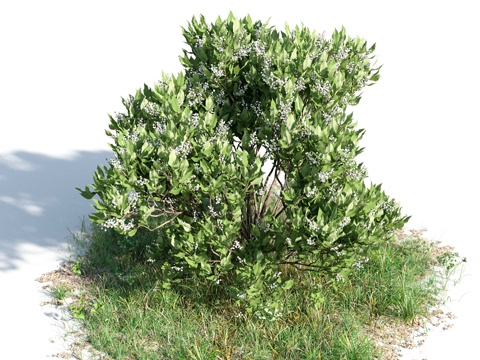  花 灌木 植物 花草 绿篱 花园 花坛 花丛3d模型 