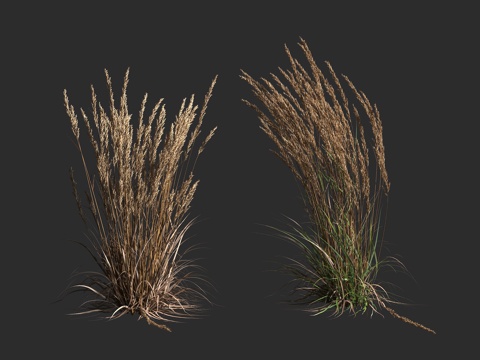  卡尔福斯特羽毛芦苇草 多年生草本植物3d模型 