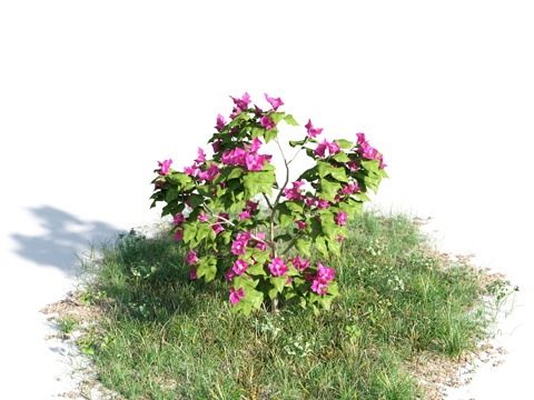  花 灌木 植物 花草 绿篱 花园 花坛 花丛3d模型 