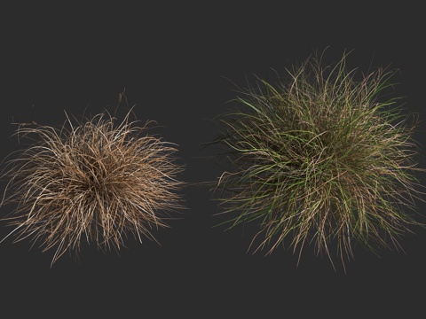  起绒苔草 起绒草状苔草 莎草科 苔草属 多年生草本植物3d模型 