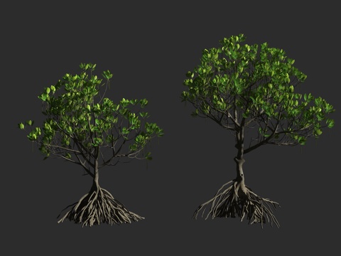  角果木 红树科 角果木属 灌木乔木 近危3d模型 