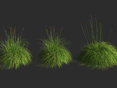  石竹苔草 莎草科 苔草属3d模型 