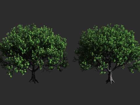  红厚壳桂 签名树 鸡嗉子果 藤黄科 红厚壳桂属 常绿乔木 绞3d模型 