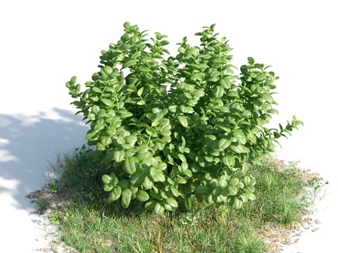  花 灌木 植物 花草 绿篱 花园 花坛 花丛3d模型 