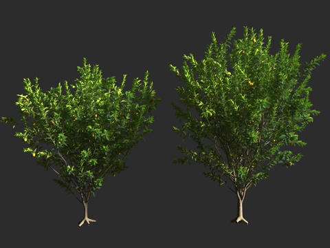  柠檬树 芸香科 柑橘属 常绿灌木 常绿乔木 盆景观赏3d模型 