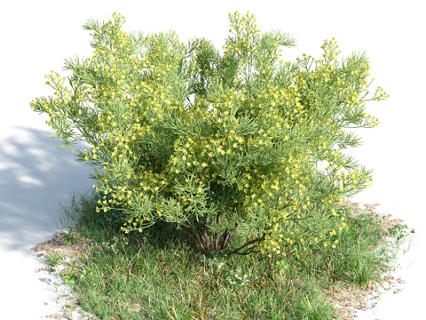  花 灌木 植物 花草 绿篱 花园 花坛 花丛3d模型 