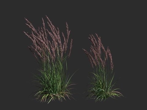  卡尔福斯特羽毛芦苇草 多年生草本植物3d模型 