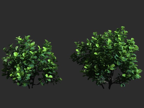  红厚壳桂 签名树 鸡嗉子果 藤黄科 红厚壳桂属 常绿乔木 绞3d模型 