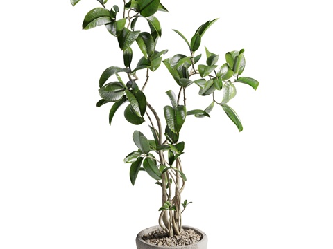 现代室外榕树绿植盆栽3d模型 