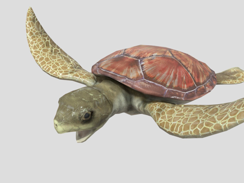  龟CG模型3d模型 