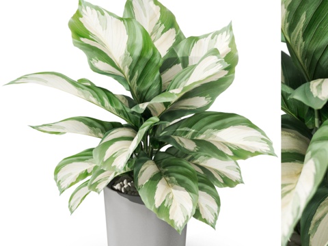  植物系列10383d模型 