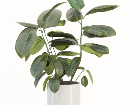  室内植物-193d模型 