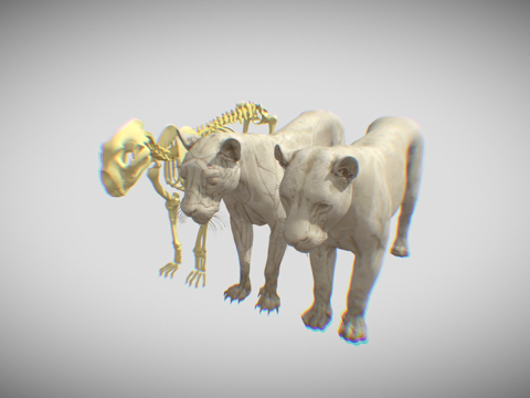  狮子骨骼解剖3d模型 