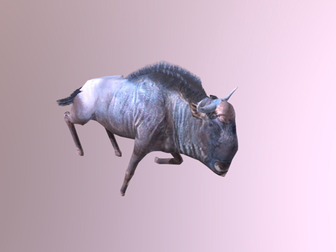  角马奔跑3d模型 