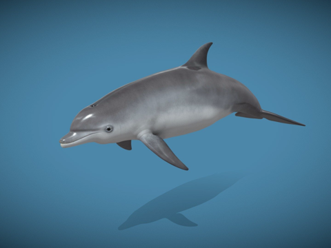 海豚3d模型