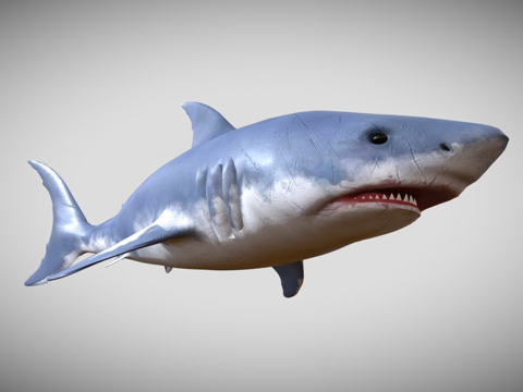  真实鲨鱼3d模型 