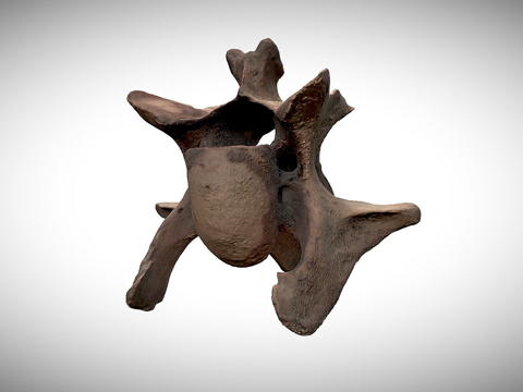  牛椎骨3d模型 
