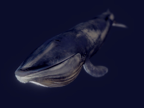  蓝鲸动画版3d模型 