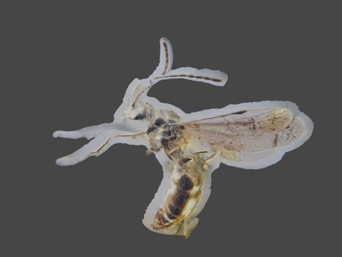  波罗的海琥珀中的蚂蚁3d模型 