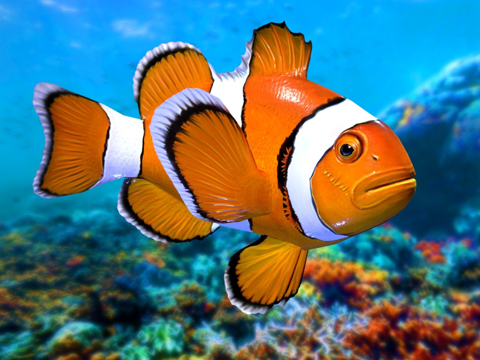  小丑鱼低多边形3d模型 