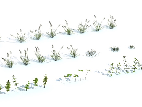  草 茅草 草坪 花卉 灌木3d模型 