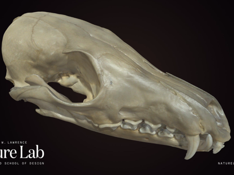  赤狐头骨3d模型 