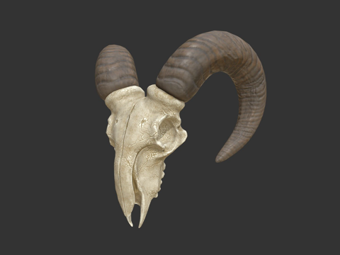  山羊头骨3d模型 