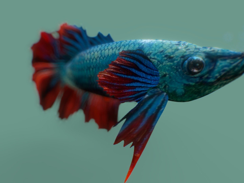  热带鱼5号3d模型 