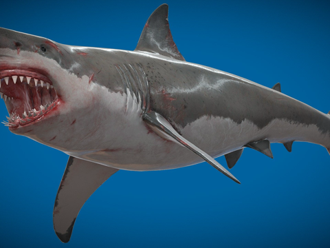  O.丹的大白鲨3d模型 