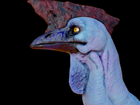  小鸟动画3d模型 