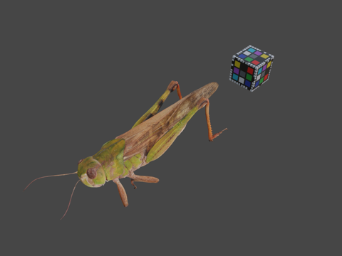  CC0东亚飞蝗迁徙蝗虫3d模型 