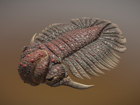  三叶虫近亲糙皮网冠虫3d模型 